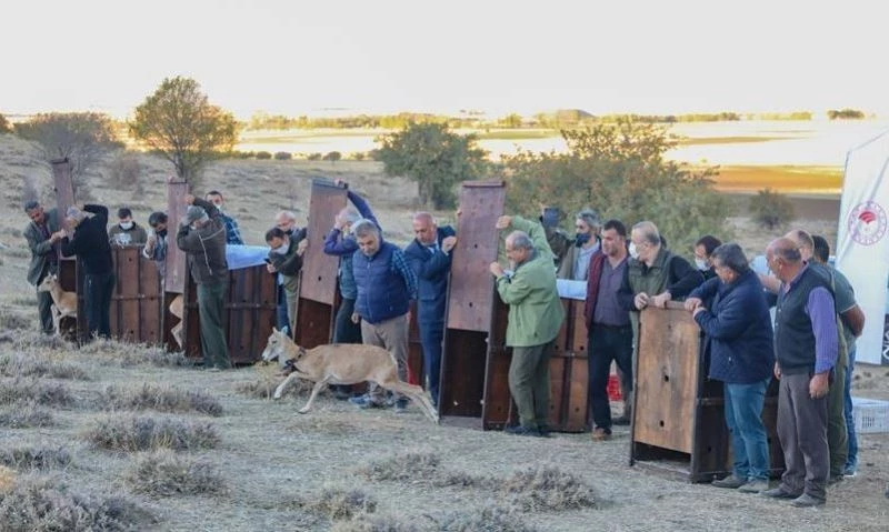 Koruma altına alınan Anadolu yaban koyunları doğal yaşam alanlarına salındı

