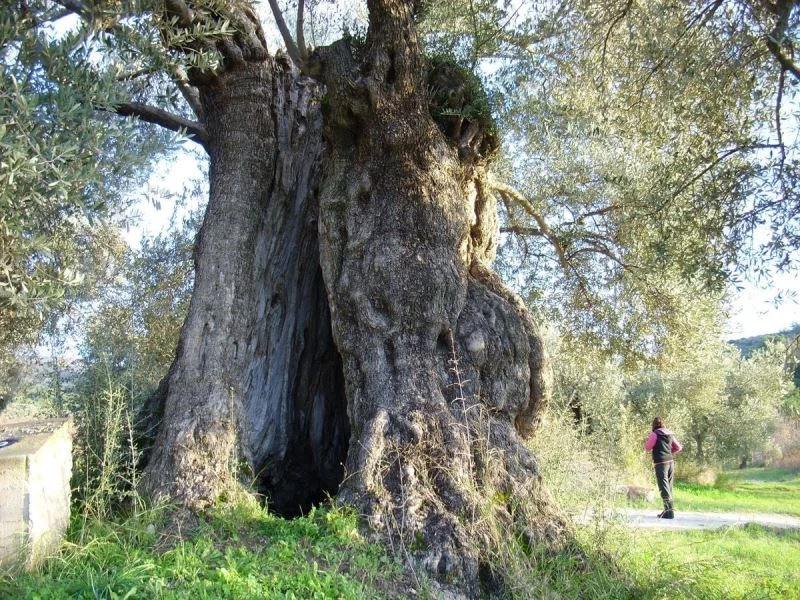 Aydın’da ölmez ağaç konuşuldu
