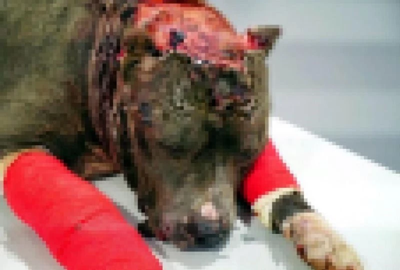 Hayvanlara kötü davranan 17 kişiye 70 bin TL ceza
