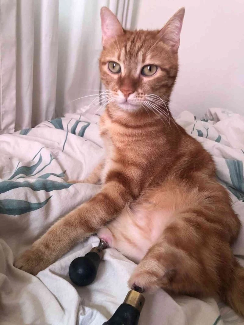 Kedi Pika, yeni hayatından memnun
