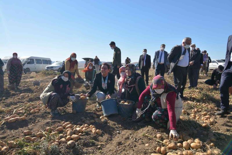 Bakan Yardımcısı Işıkgece patates hasadı yapan kadınlarla ürün topladı
