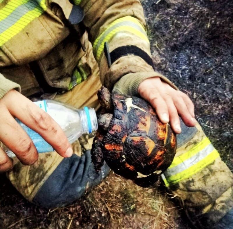 Bursa’da yangının ortasında kalan kaplumbağayı itfaiye ekipleri kurtardı, su ile susuzluğunu giderdiler
