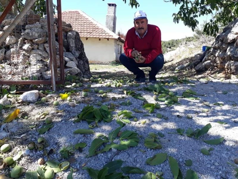 Şebin Cevizi hasadı üreticiyi üzdü, Mayıs ayında yaşanan zirai don rekoltede yüzde 90 oranında düşüşe neden oldu
