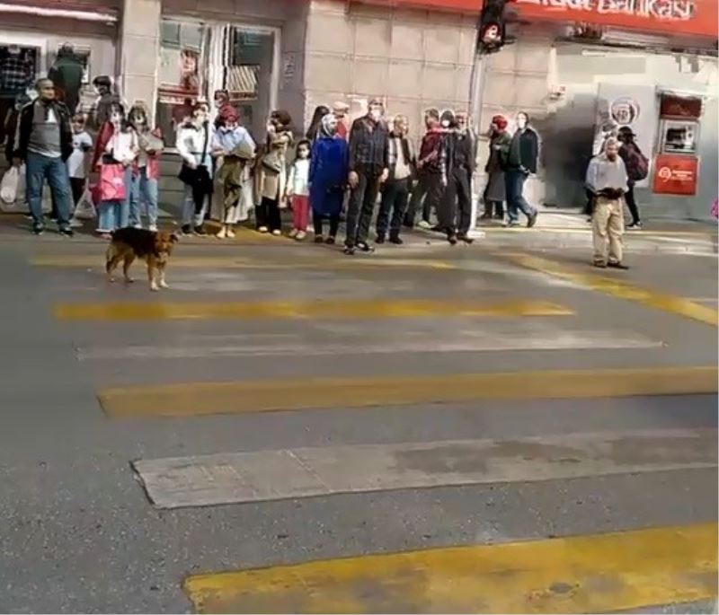 Kırmızı ışıkta bekleyip yeşil ışıkta geçen köpek görenleri şaşırtıyor
