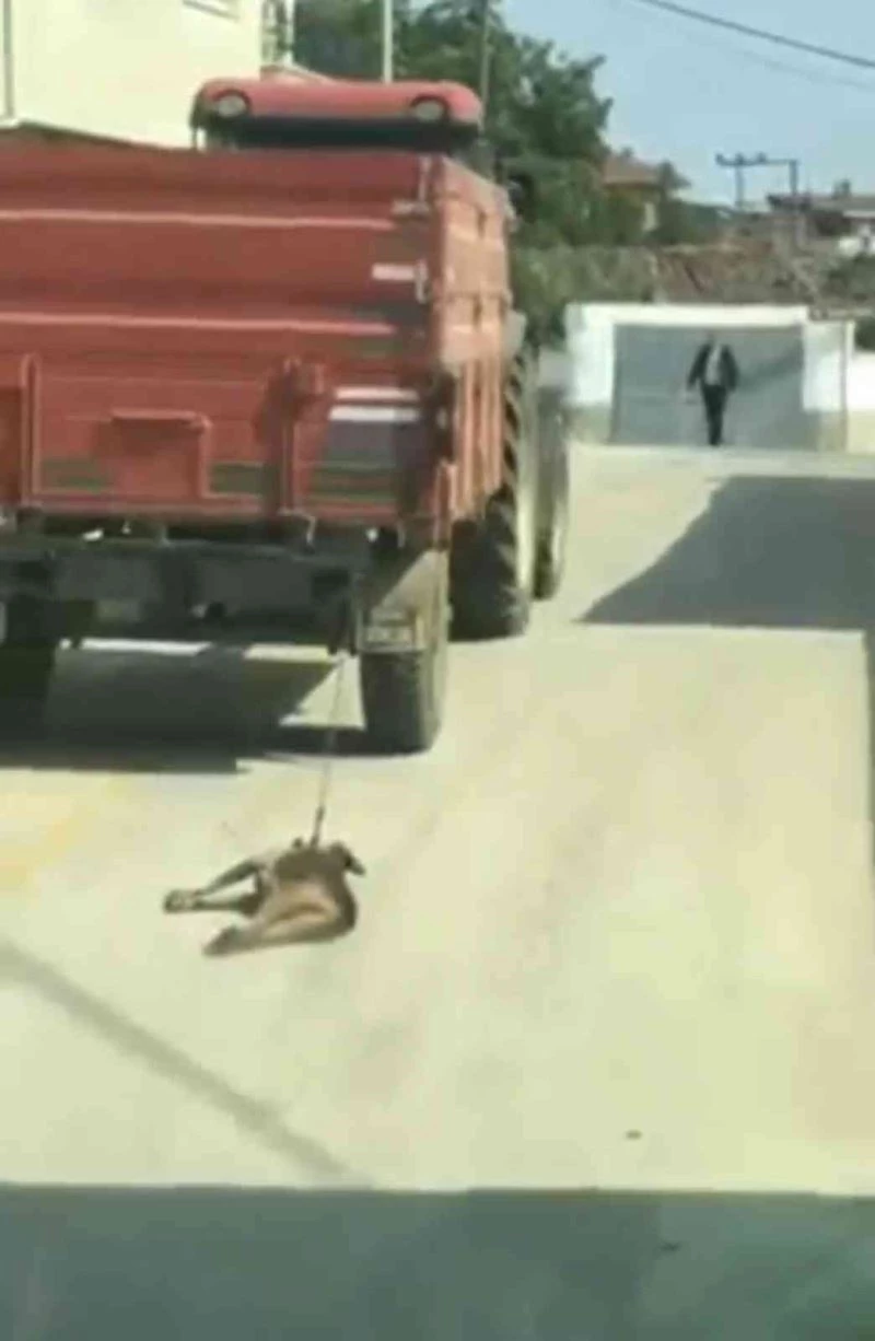 Traktörün arkasına bağlanan köpek metrelerce sürüklendi
