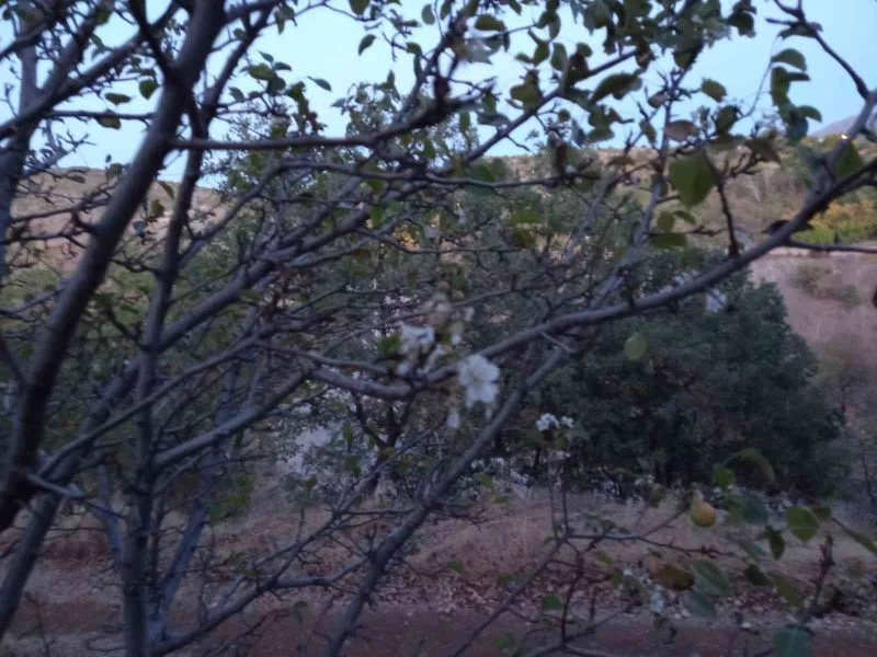 Elazığ’da yalancı bahara aldanan kiraz ağaçları çiçek açtı

