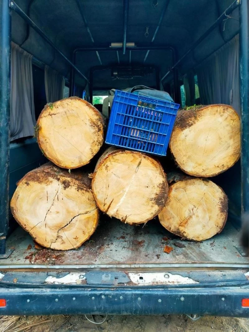 Kaçak kestiği ağaçlarla jandarmaya yakalandı
