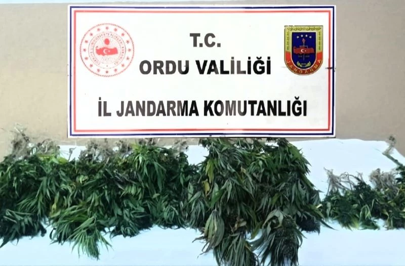 Ordu’da izinsiz kenevir ekimine geçit yok
