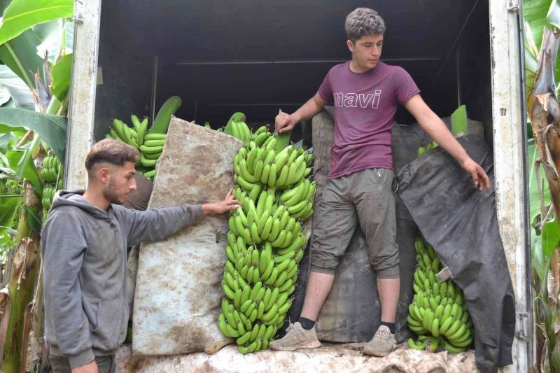Kuaförlük kazancıyla yaptırdığı muz serasından yıllık 250 ton ürün bekliyor
