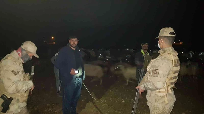 Yoğun siste kaybolan 400 koyun, jandarma ekipleri tarafından bulundu
