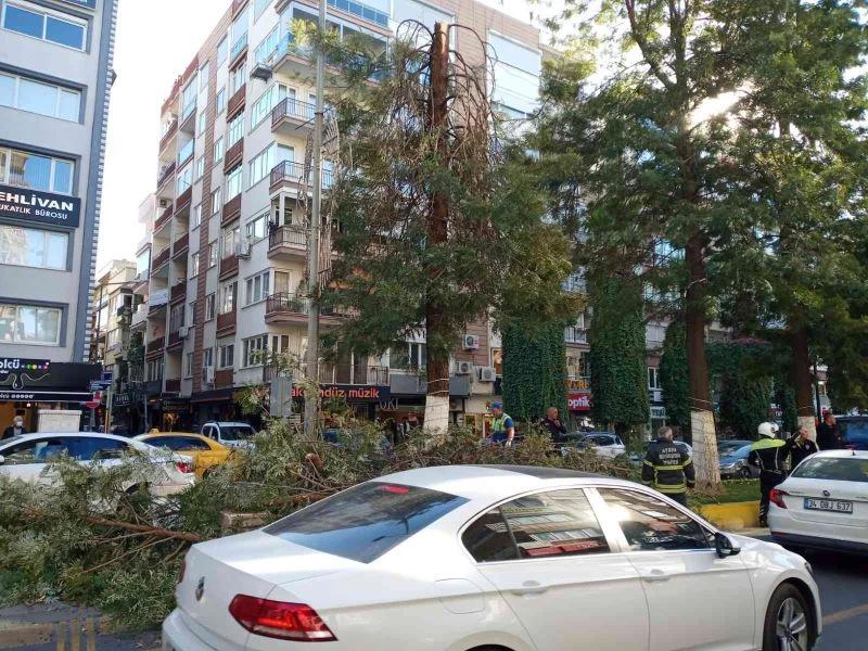 Kırılan ağacın dalları seyir halindeki araçların üzerine düştü
