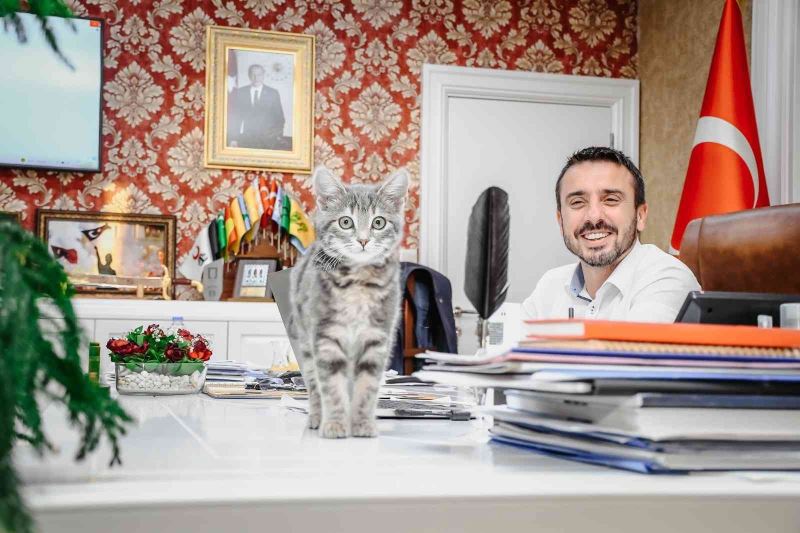 Başkan Tanır’ın sahiplendiği kedi, Kestel Belediyesinin neşesi oldu
