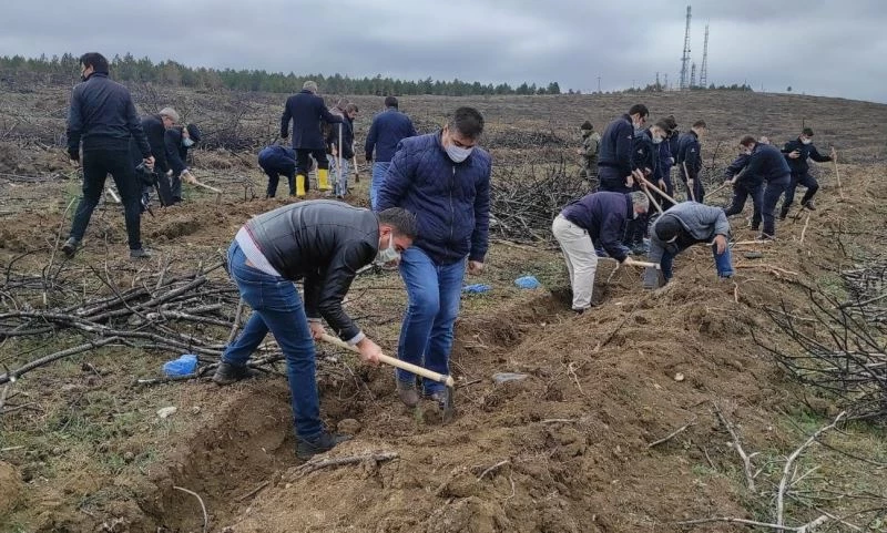Sungurlu’da yanan ormanlık alan tekrar yeşeriyor
