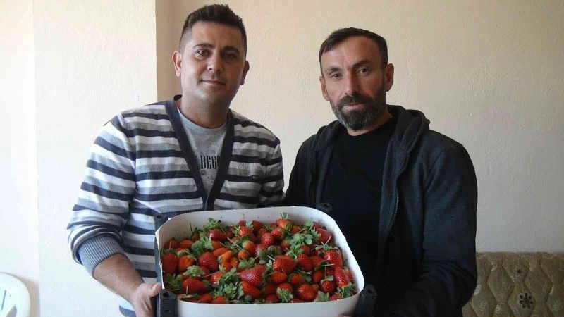 Sezonun ilk örtü altı çileği kilosu 30 liradan satıldı
