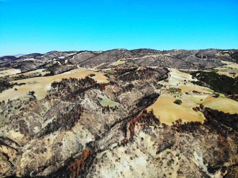 Yanan orman sahaları daha dayanıklı yeşerecek
