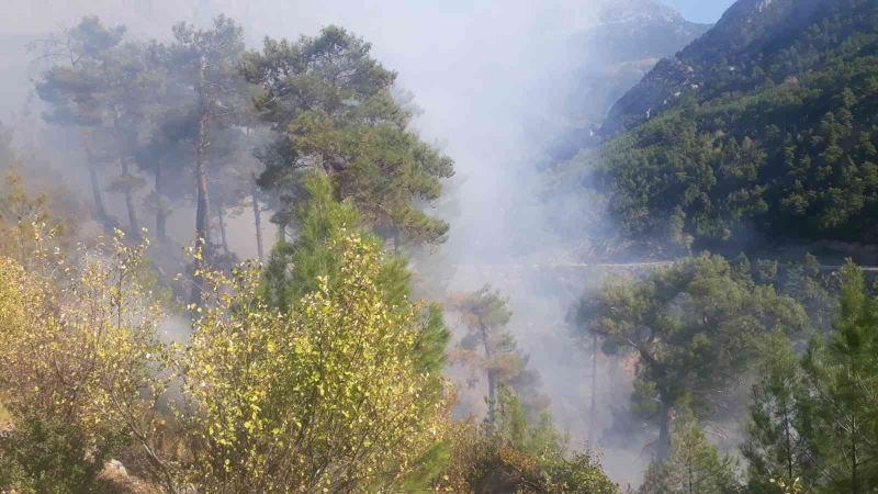 Manavgat’da yanan orman arazilerine fidan dikilirken, başka bir bölgede çıkan yangın büyümeden söndürüldü
