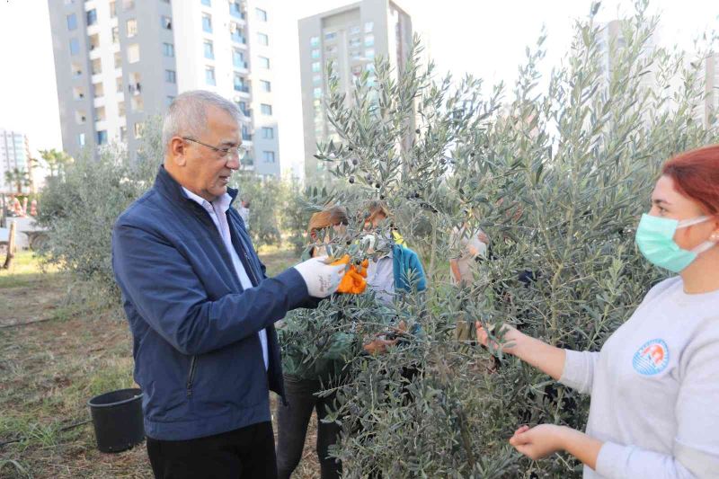 Mezitli’de zeytinler, kadınların güçlendirilmesi ve kız çocuklarının okutulması için toplandı
