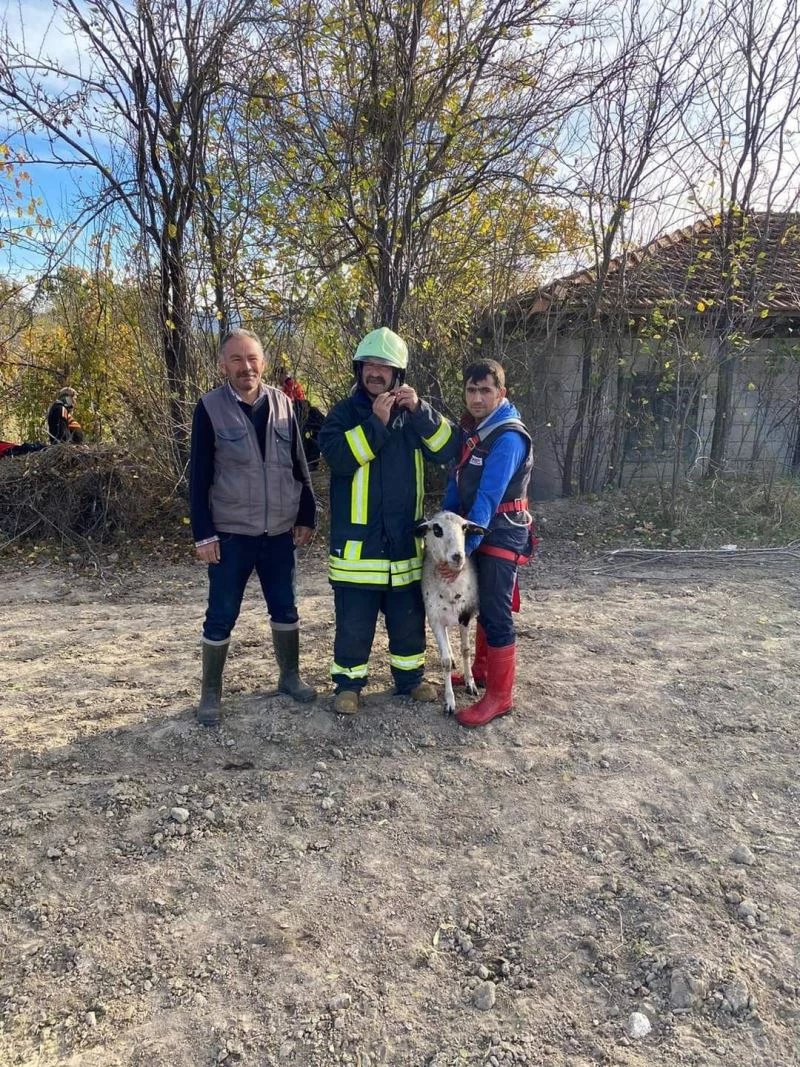 10 metrelik kuyuya düşen koyunu itfaiye erleri kurtardı
