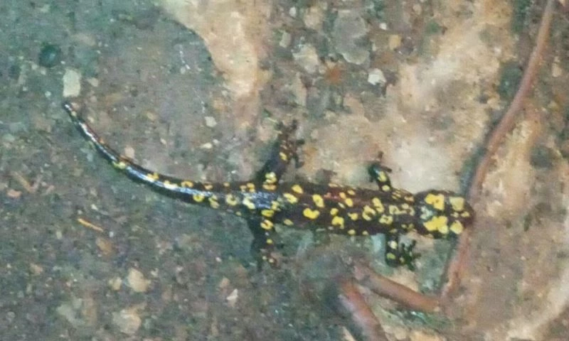 Siirt’te nesli tükenmekte olan sarı benekli semender bulundu
