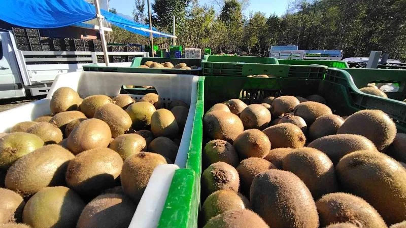 Rize’de kivi hasadı sürüyor
