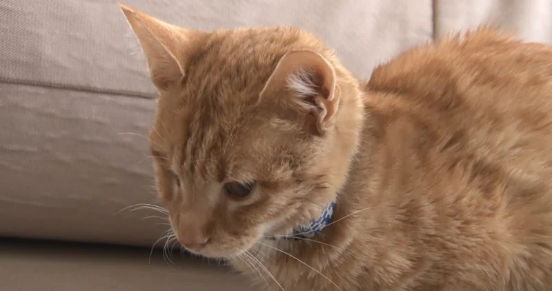 Bir haftadır serumla beslenen 6 aylık ‘Mimti’ yardım bekliyor
