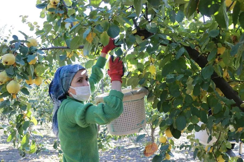 Kahramanmaraş’ta ayva hasadı başladı

