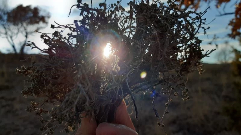 Dağlardan toplanan kekik şifa olmaya devam ediyor
