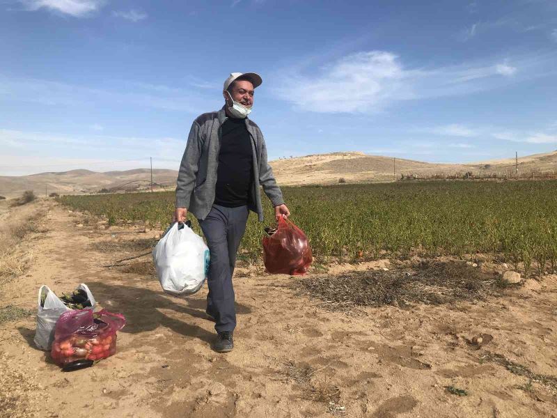 Marketlerdeki fiyata kızdı, 20 dönümlük sebze tarlasını vatandaşlara ücretsiz açtı
