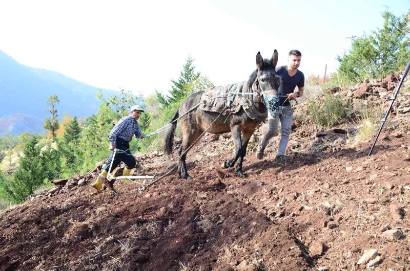 Antalya’da engebeli tarlalar, binlerce yıllık gelenekle sürülüyor
