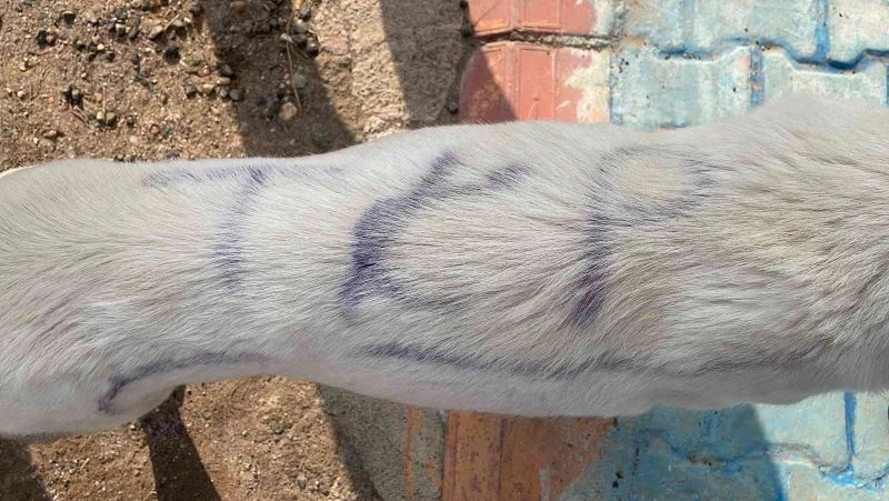 Köpeğin sırtına yazdıkları şaşkına çevirdi
