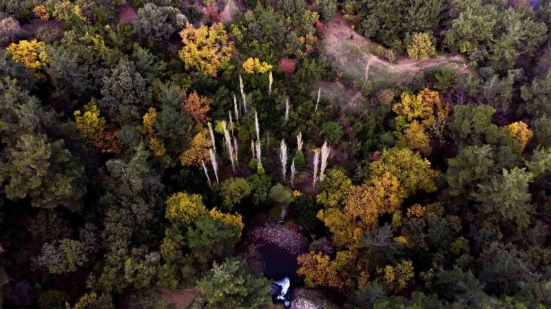 Manisa’da ‘Sıfır Atık’ projesiyle 5 bin 131 ağacın kesilmesi önlendi
