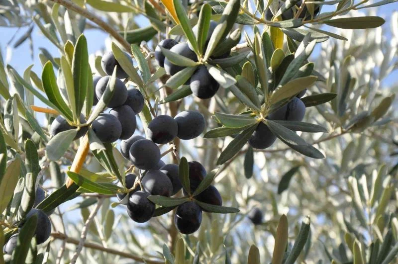 Manisa sofralık zeytin üretiminde birinci sırada
