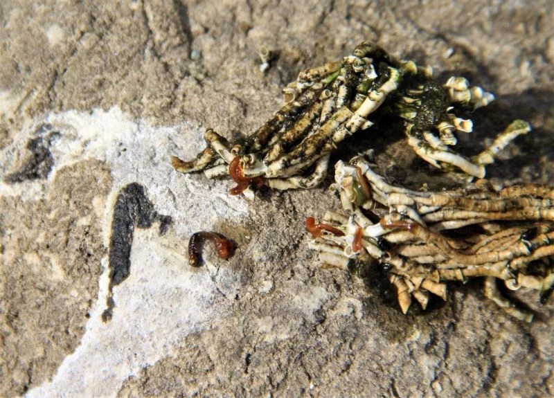 Bafa Gölü’nde sular çekildi, istilacılar ortaya çıktı
