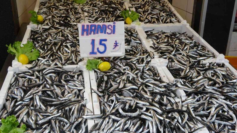 Ordu’da hamsinin kilosu 15 lira
