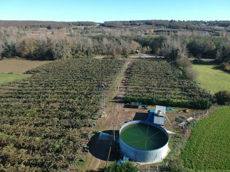 Sinop’ta kivi hasadı başladı
