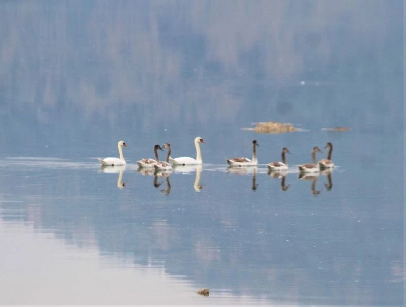 Bafa Gölü’nün balerinleri, görsel şölen oluşturdu

