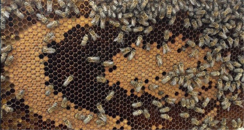Arı poleni hastalıklara karşı kalkan görevi görüyor
