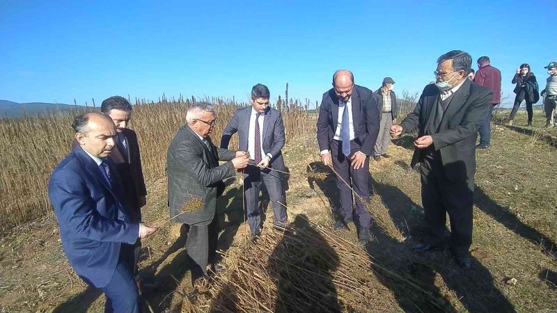 Kastamonu’da kenevir sökümü devam ediyor
