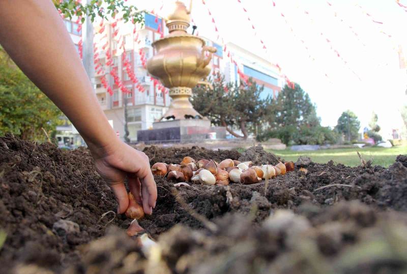 Van’da park ve caddelere 120 bin lale soğanı dikildi
