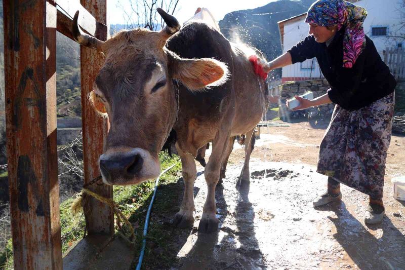 Kara kazanda ısıttıkları sularla inekleri bebek gibi yıkıyorlar
