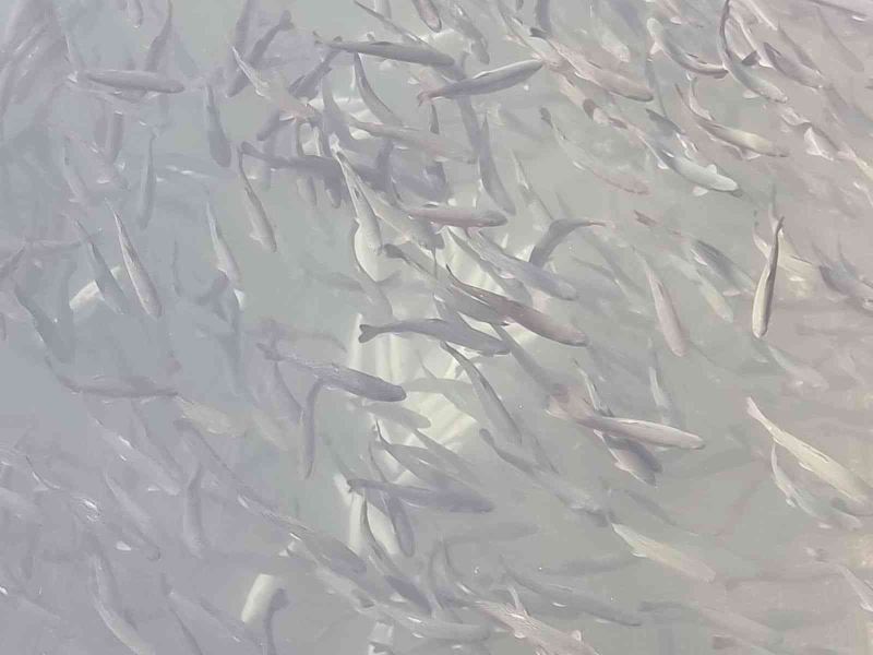 Manavgat Irmağı üzerindeki balık çiftliğinde 13 bin alabalık telef oldu
