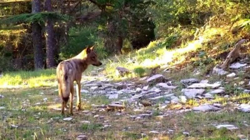 Akdeniz’in yaban hayatı fotokapan görüntülerine yansıdı
