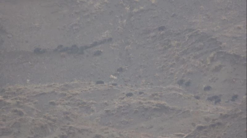 Ağrı’da yağmurdan kaçmaya çalışan domuz sürüsü kameralara yansıdı
