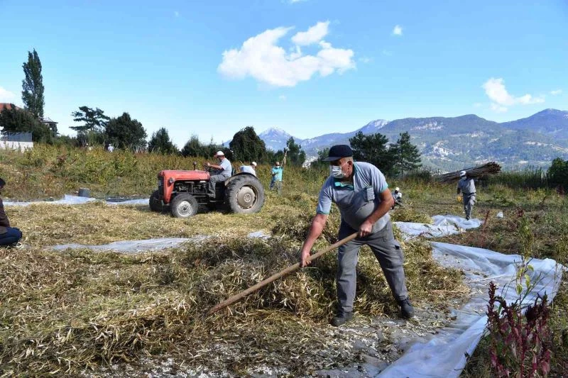 Çandır fasulyesinin hasatı tamamlandı
