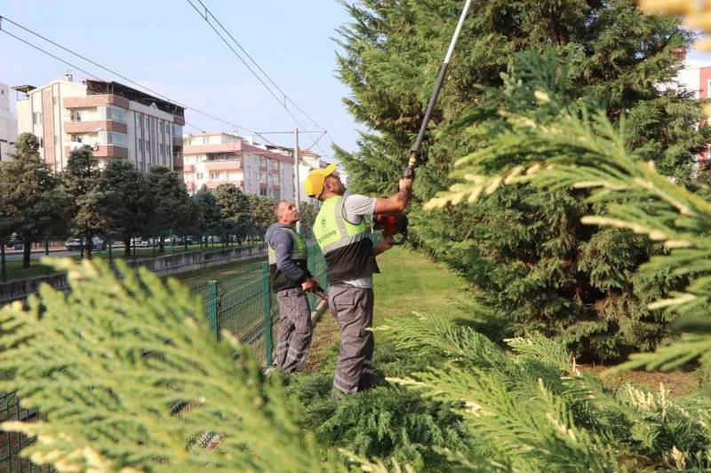 Samsun’u süsleyen ağaçlara kış bakımı
