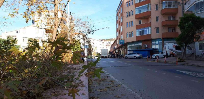 Sinop Belediyesi’nden boyları uzayan ağaçlarla ilgili açıklama
