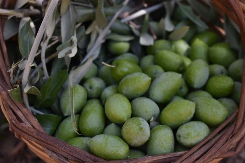 2021 yılı Zeytin ve Zeytinyağı Rekolte Tahmin Çalışmaları tamamlandı

