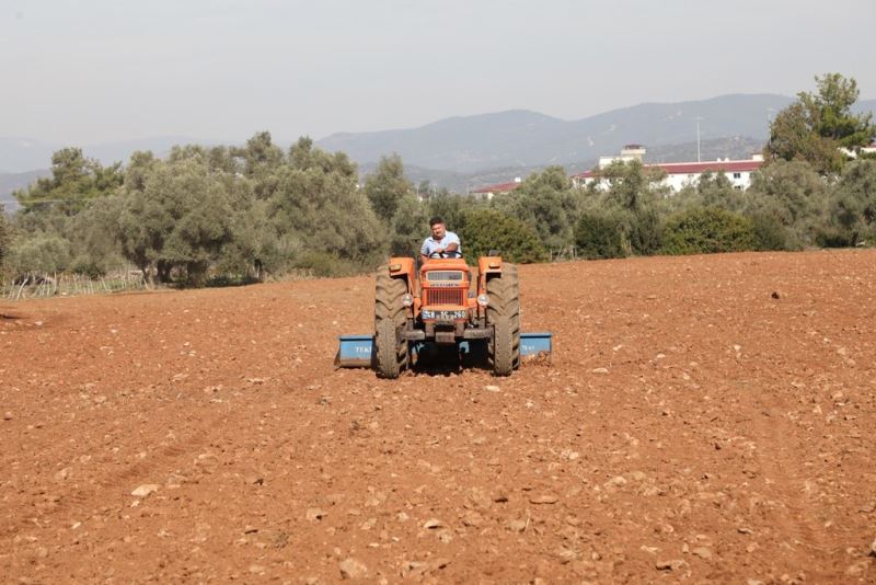 Bodrum Belediyesi Karakılçık Buğdayı ve Kanola tohumlarını toprakla buluşturdu
