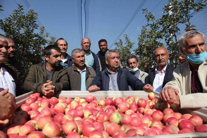 Ahlatlı çiftçiler kapama elma bahçelerini gezdi
