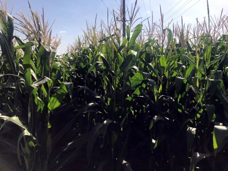 1370 dekar alandan 7 bin ton mısır silajı üretildi
